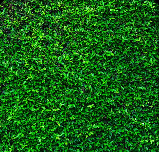 backdrop-garden.jpg