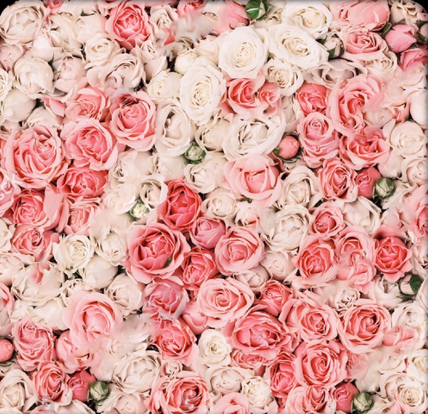 backdrop-rose-petal.jpg